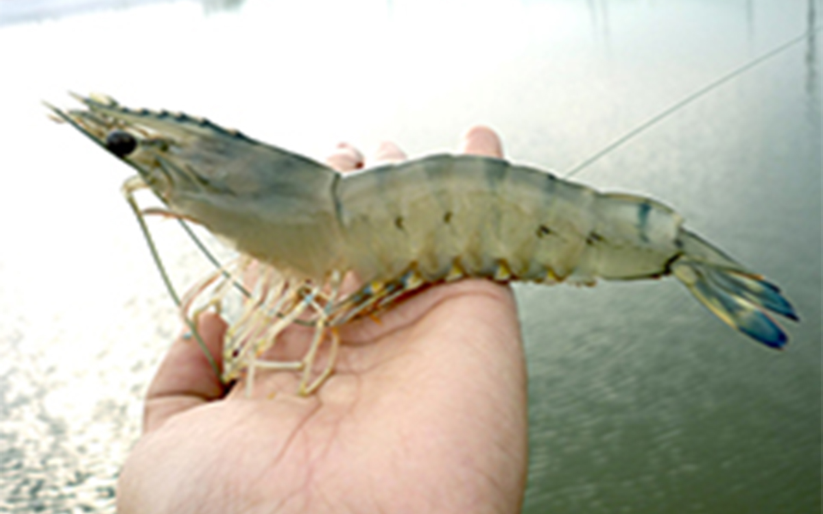 Quy tr&igrave;nh nu&ocirc;i t&ocirc;m thương phẩm